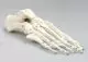 Modelo de esqueleto del pie numerado 6051 Erler Zimmer