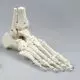 Esqueleto de pie con inicio de tibia y peroné numerado, 6054 Erler Zimmer