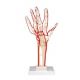 Esqueleto de la mano con arterias 3B scientific M17