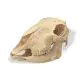 Cráneo de una oveja (Ovis aries) T30018