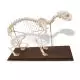 Esqueleto de un gato (Felis catus) T30039 3B Scientific