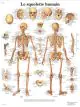 Lámina anatómica del esqueleto humano VR2113UU