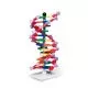 Modelo de ADN de doble hélice miniDNA™ mejorado (12 segmentos) W19763 3B Scientific
