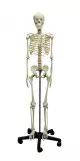 Esqueleto de humano adolescente 2700 Erler Zimmer