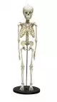 Esqueleto anatómico de niño de 5 años Erler Zimmer 2800
