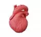 Modelo didáctico de corazón G500 Erler Zimmer, versión flexible