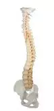 Columna vertebral con pelvis, vértebra con coloración didáctica Erler Zimmer 4010-1
