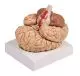 Cerebro con arterias en 9 piezas C220 Erler Zimmer