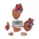 Corazón con esófago y tráquea, 2 veces su tamaño natural, de 5 piezas 3B - G13