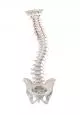 Modelo de columna vertebral con pelvis sin soporte 4006 Erler Zimmer