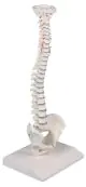 Columna vertebral miniatura elastica Erler Zimmer