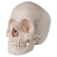 Cráneo desmontable en 22 partes, versión anatómica 3B Scientific A290