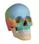 Cráneo humano articulado, 22 partes R4708 Erler Zimmer