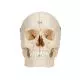 Cráneo con huesos 3B scientific 6 partes 3B - A281