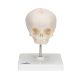 Cráneo de feto, sobre soporte 3B scientific - A26