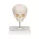 Cráneo de feto, sobre soporte 3B scientific - A26
