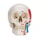 Cráneo clásico, pintado, 3 partes 3B scientific A23