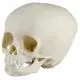 Modelo de Cráneo de niño de 15 meses 4740 Erler Zimmer