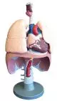 Modelo completo del sistema cardiorrespiratorio G410 Erler Zimmer