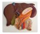 Modelo de hígado con vesícula biliar, páncreas y duodeno K440 Erler Zimmer