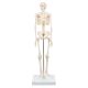 Esqueleto Miniatura “Shorty“, sobre zócalo A18 3B scientific 