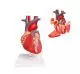 Modelo anatómico del corazón en 4 partes aumentado 2 veces 