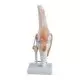 Modelo de la articulación de la rodilla Mediprem
