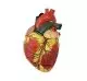 Modelo aumentado del corazón en 3 partes