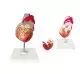 Modelo de corazón Mediprem