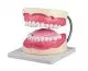 Modelo de cuidado dental, aumentado 3 veces Erler Zimmer