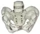 Modelo de pelvis femenina en tela R10072 Erler Zimmer