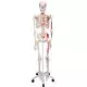 Esqueleto con músculos Max, con soporte para colgar 3B scientific A11/1