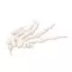 Esqueleto de la Mano ensartada en forma suelta con un nailon 3B Scientific A40/2R