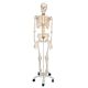 Esqueleto de lujo Fred, en soporte de 5 patas con ruedas A15 3B scientific