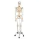 Esqueleto de lujo Fred, en soporte de 5 patas con ruedas A15 3B scientific