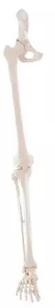 Esqueleto de pierna con la mitad de la cadera Erler Zimmer