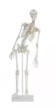 Esqueleto en miniatura Fred con columna vertebral flexible y músculos numerados 3045 Erler Zimmer
