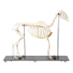 Esqueleto de caballo T30014