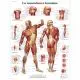 Lámina anatómica La musculatura humana VR2118UU