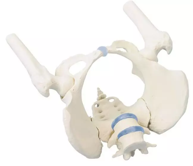 Pelvis femenina con sacro 4059 Erler Zimmer