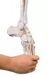 Esqueleto de pierna con mitad de pelvis, pie flexible y músculos marcados Erler Zimmer 6072