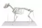 Esqueleto de perro tamaño real Erler Zimmer VET1700