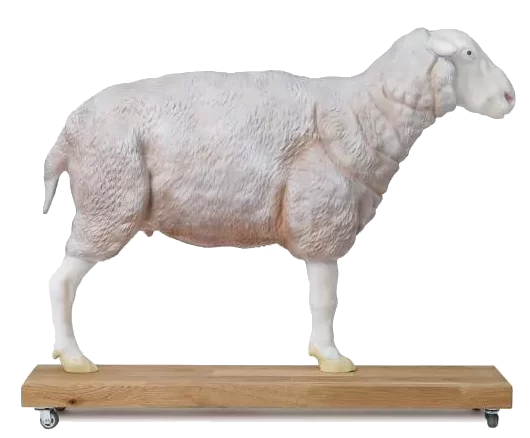 Modelo de oveja a dos tercios de tamaño real Erler Zimmer