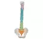 Columna vertebral con pelvis flexible versión didáctica Mediprem