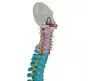 Columna vertebral con pelvis flexible versión didáctica Mediprem