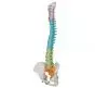 Columna vertebral con pelvis flexible versión didáctica Mediprem
