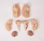 Cerebro con arterias en 9 piezas C220 Erler Zimmer