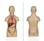 Torso humano asexual de 42cm en 12 partes
