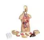 Torso humano asexual de 42cm en 12 partes