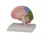Parte derecha del cerebro humano con campo de representación de la corteza cerebral Erler Zimmer